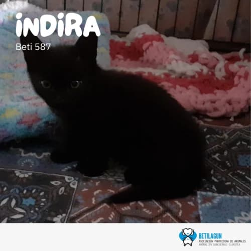 Indira – en preadopción, Mixed Breed for adoption at Betilagun