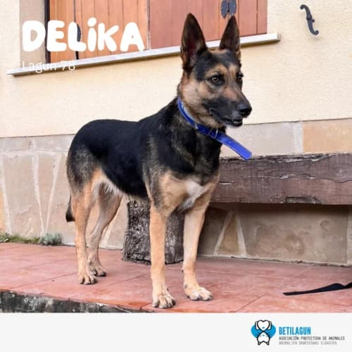 Delika – en preadopción, Mixed Breed for adoption at Betilagun