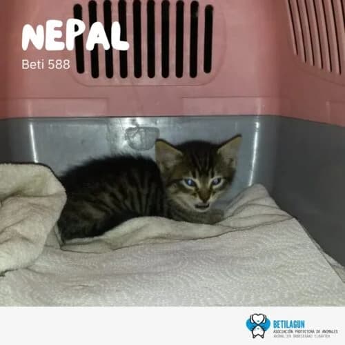 Nepal – en preadopción, Mixed Breed for adoption at Betilagun