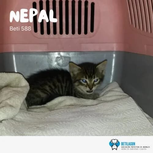 Nepal – en preadopción, Mixed Breed for adoption at Betilagun