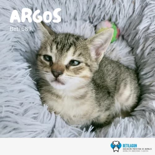 Argos – en preadopción, Mixed Breed for adoption at Betilagun