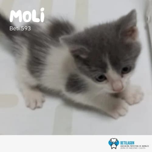 Moli – en preadopción, Mixed Breed for adoption at Betilagun