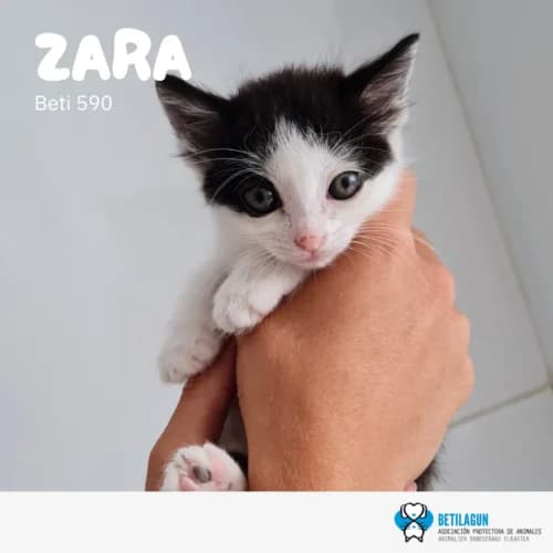 Zara – en preadopción, Mixed Breed for adoption at Betilagun