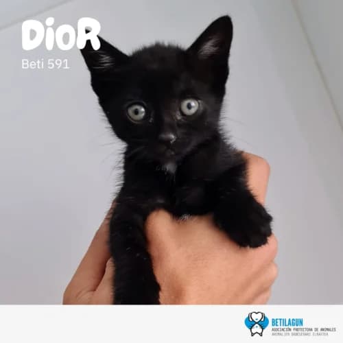 Dior – en preadopción, Mixed Breed for adoption at Betilagun