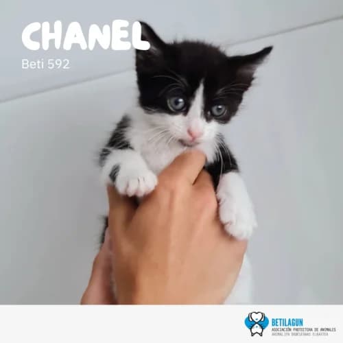Chanel – en preadopción, Mixed Breed for adoption at Betilagun