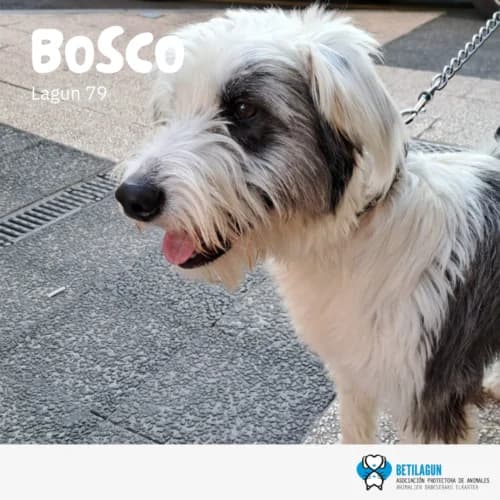 Bosco – en preadopción, Mixed Breed for adoption at Betilagun
