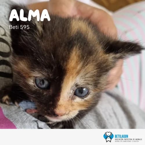 Alma – en preadopción, Mixed Breed for adoption at Betilagun