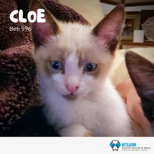 Cloe – en preadopción, Mixed Breed for adoption at Betilagun