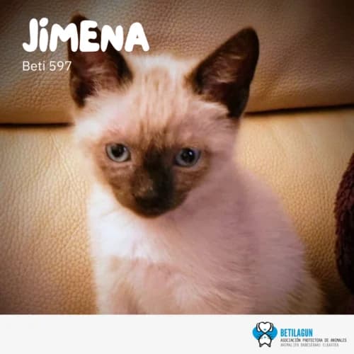 Jimena – en preadopción, Mixed Breed for adoption at Betilagun