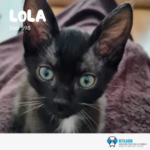 Lola – en preadopción, Mixed Breed for adoption at Betilagun