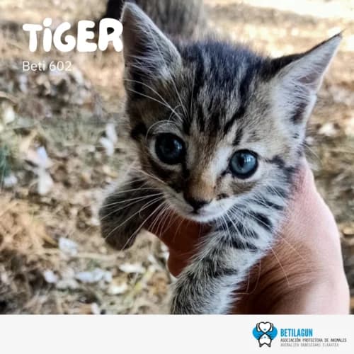 Tiger – en preadopción, Mixed Breed for adoption at Betilagun