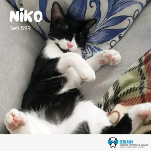 Niko – en preadopción, Mixed Breed for adoption at Betilagun
