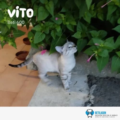Vito – en preadopción, Mixed Breed for adoption at Betilagun