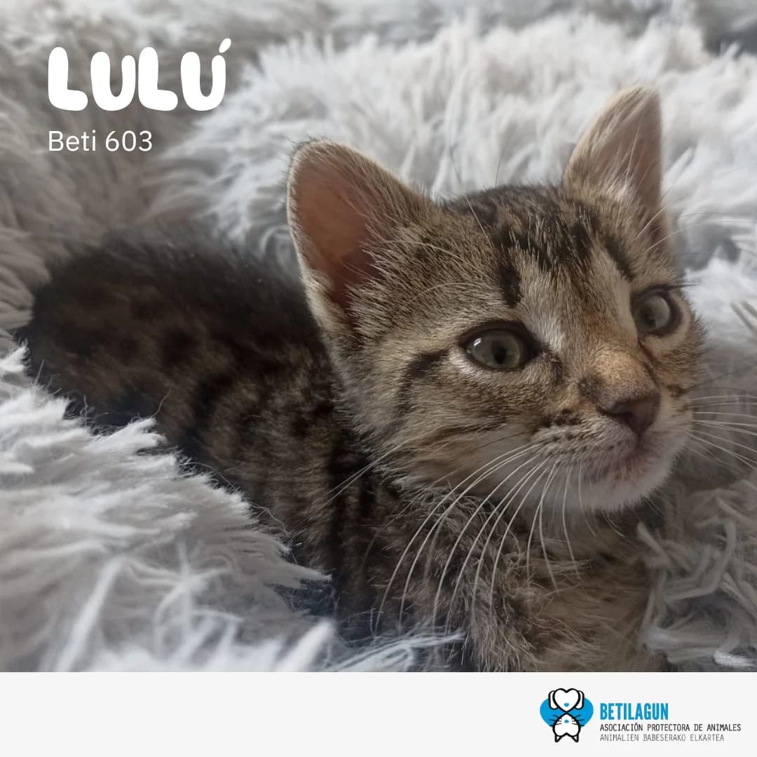 Lulú – en preadopción, Mixed Breed for adoption at Betilagun