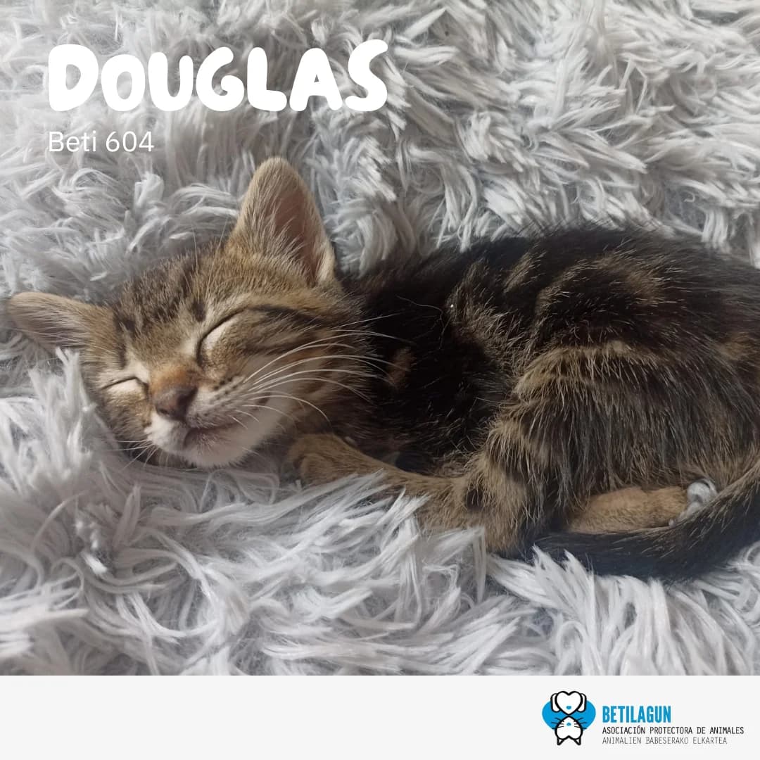 Douglas – en preadopción, Mixed Breed for adoption at Betilagun