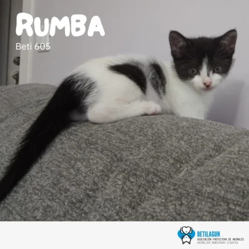 Rumba – en preadopción, Mixed Breed for adoption at Betilagun