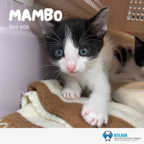Mambo – en preadopción, Mixed Breed for adoption at Betilagun