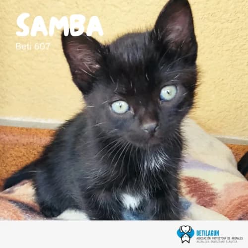 Samba – en preadopción, Mixed Breed for adoption at Betilagun