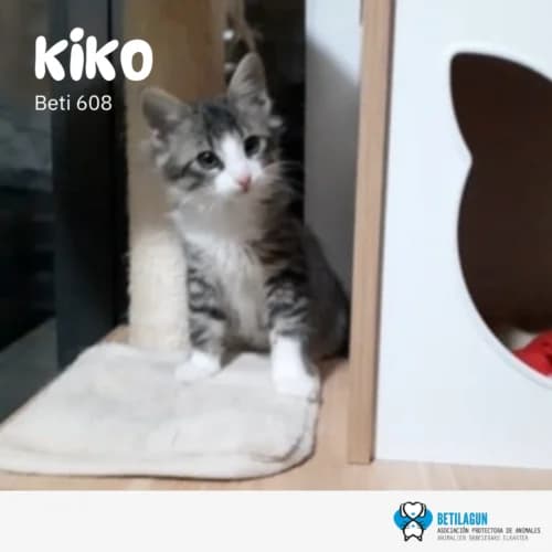 Kiko – en preadopción, Mixed Breed for adoption at Betilagun