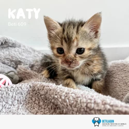 Katy – en preadopción, Mixed Breed for adoption at Betilagun