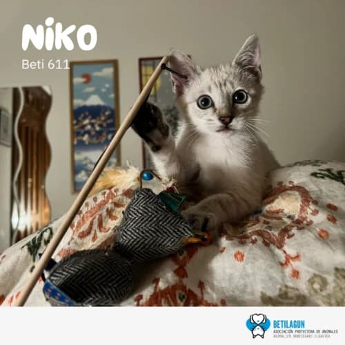 Niko – en preadopción, Mixed Breed for adoption at Betilagun