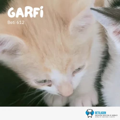 Garfi – en preadopción, Mixed Breed for adoption at Betilagun