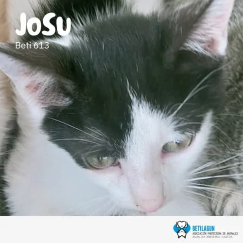Josu – en preadopción, Mixed Breed for adoption at Betilagun