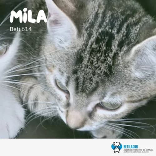 Mila – en preadopción, Mixed Breed for adoption at Betilagun