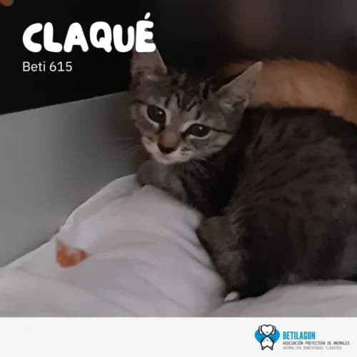 Claqué – en preadopción, Mixed Breed for adoption at Betilagun