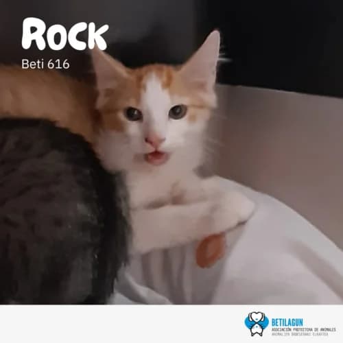 Rock – en preadopción, Mixed Breed for adoption at Betilagun