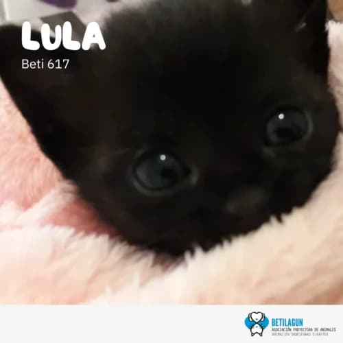 Lula – en preadopción, Mixed Breed for adoption at Betilagun