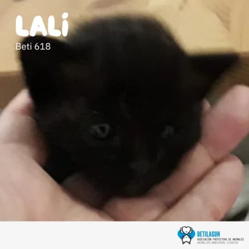 Lali – en preadopción, Mixed Breed for adoption at Betilagun