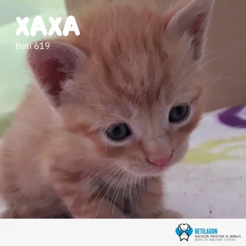 Xaxa – en preadopción, Mixed Breed for adoption at Betilagun