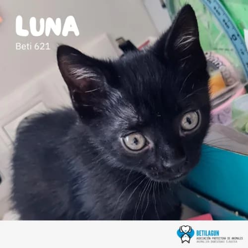 Luna – en preadopción, Mixed Breed for adoption at Betilagun