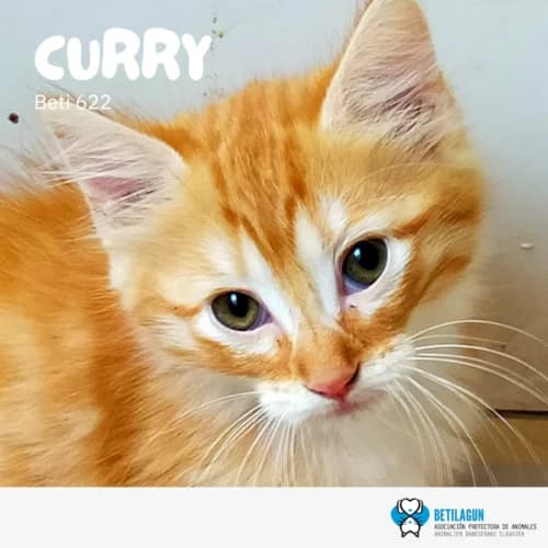 Curry – en preadopción, Mixed Breed for adoption at Betilagun
