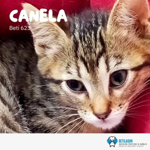 Canela – en preadopción, Mixed Breed for adoption at Betilagun