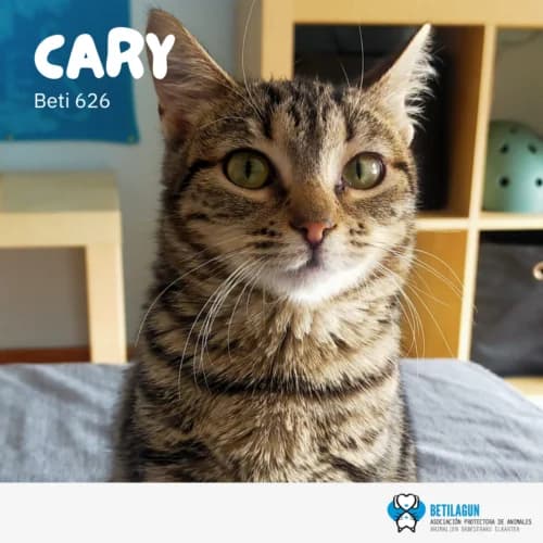 Cary – en preadopción, Mixed Breed for adoption at Betilagun