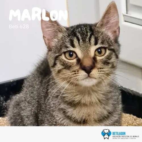 Marlon – en preadopción, Mixed Breed for adoption at Betilagun