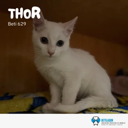 Thor – en preadopción, Mixed Breed for adoption at Betilagun