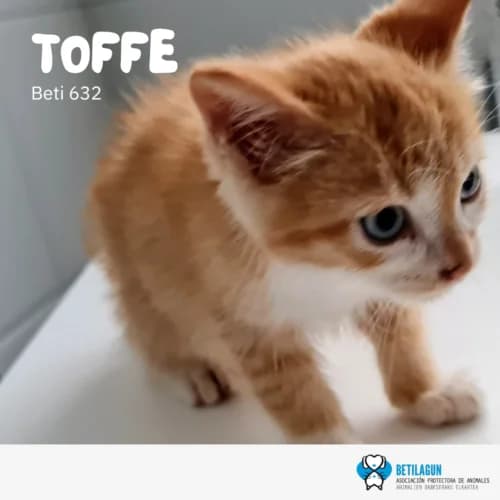 Toffe – en preadopción, Mixed Breed for adoption at Betilagun