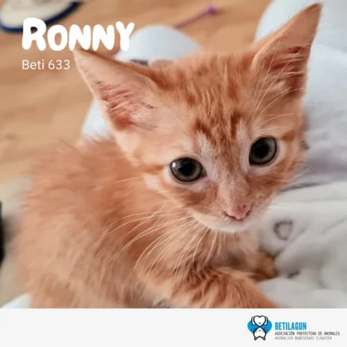 Ronny – en preadopción, Mixed Breed for adoption at Betilagun