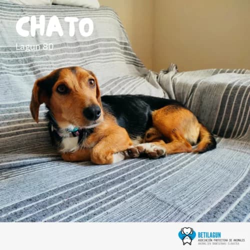 Chato – en preadopción, Mixed Breed for adoption at Betilagun