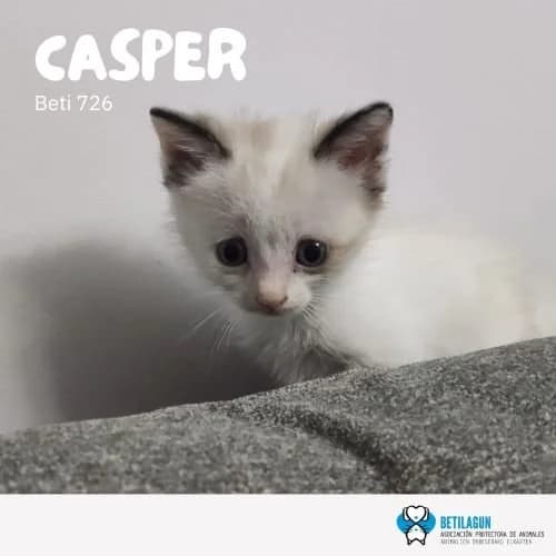 Casper – en preadopción, Mixed Breed for adoption at Betilagun