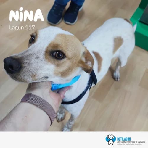 Nina – en preadopción, Mixed Breed for adoption at Betilagun