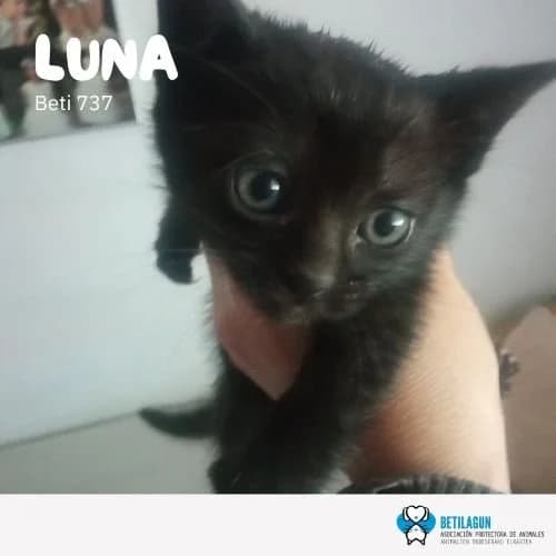 Luna, Mixed Breed for adoption at Betilagun