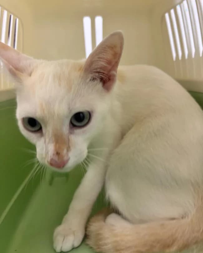 Marcus, male 3yo Mixed Breed for adoption at Botxocats, Bilbao