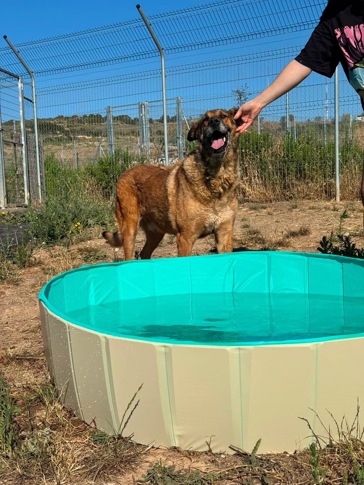 ARGA, male senior Mixed Breed for adoption at Centro de Acogida de Animales de Logroño