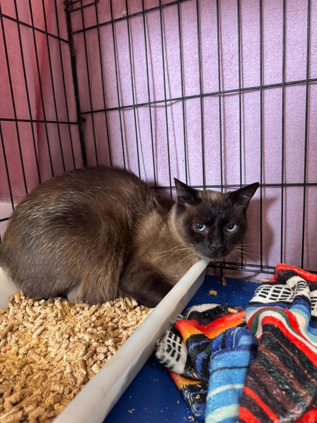 BAGUEERA, male young Siamese for adoption at Centro de Acogida de Animales de Logroño