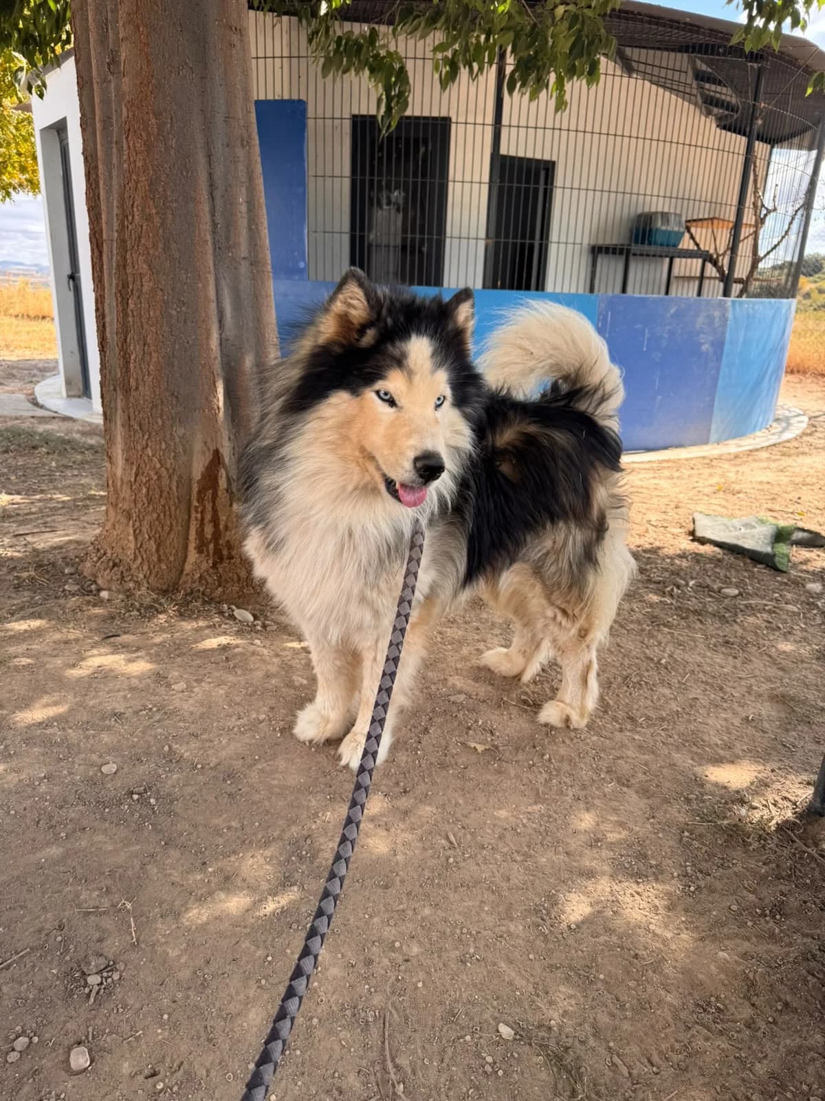 BOSS, male senior Alaskan Malamute for adoption at Centro de Acogida de Animales de Logroño
