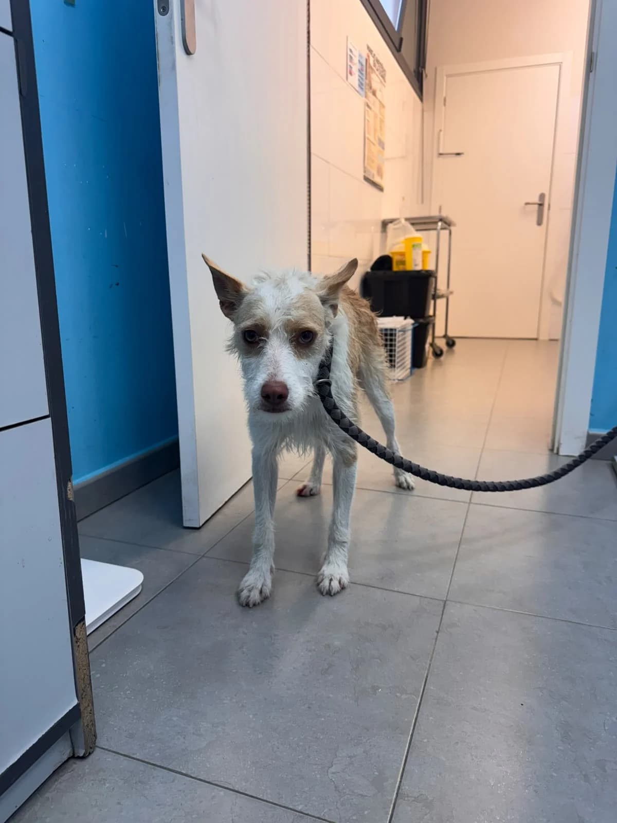 CARLITOS, male 3yo Podenco for adoption at Centro de Acogida de Animales de Logroño